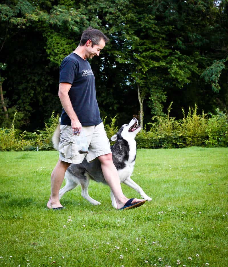 Juno Training Mr. Wild Dingo