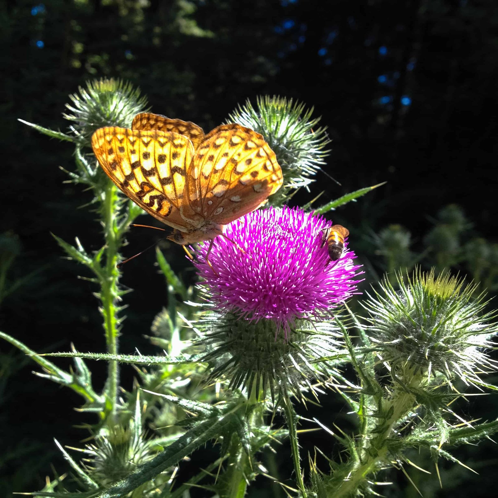 B is for Butterfly, Bee and Bull Thistle