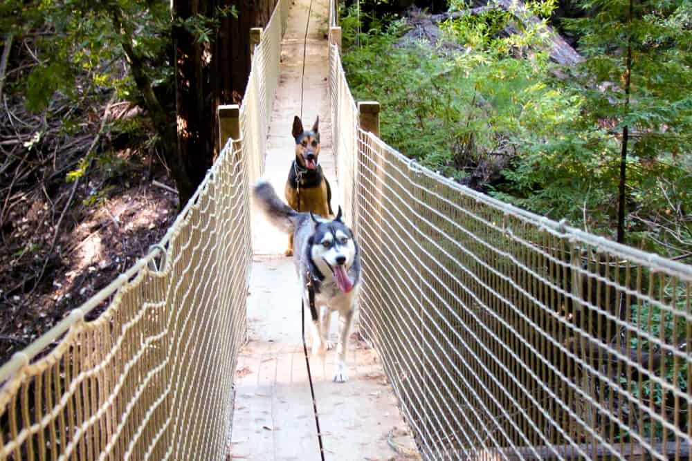Long Live NitWit Bridge