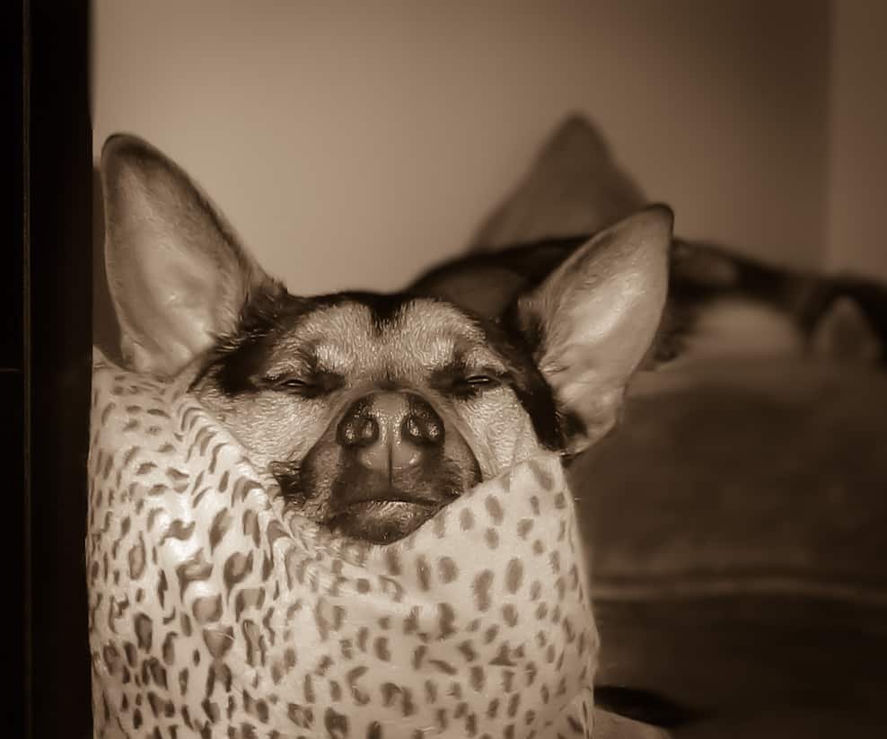 The Most Interesting Dog in the World