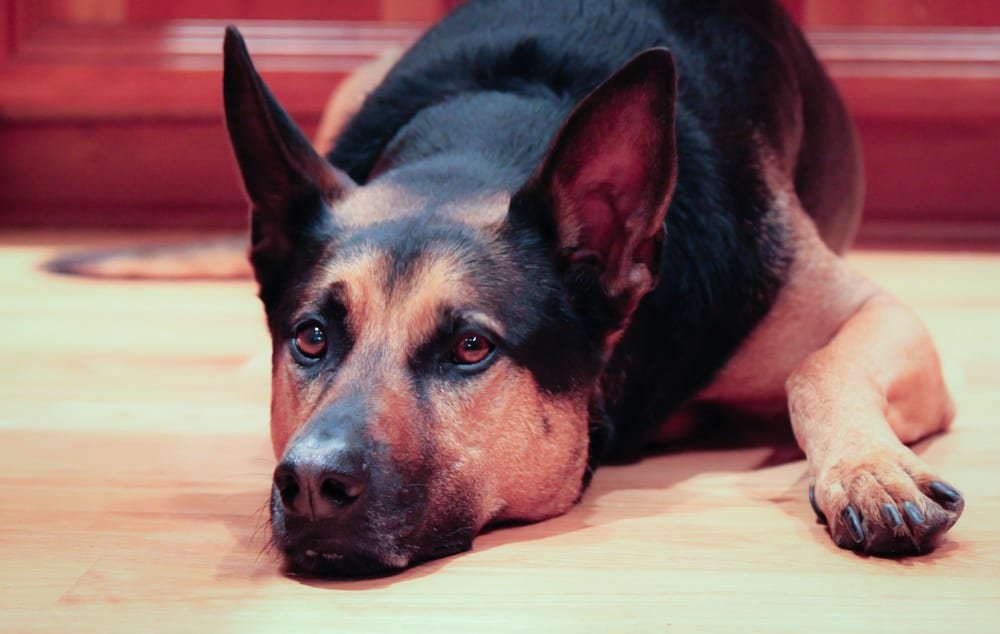 The Big Sulk
