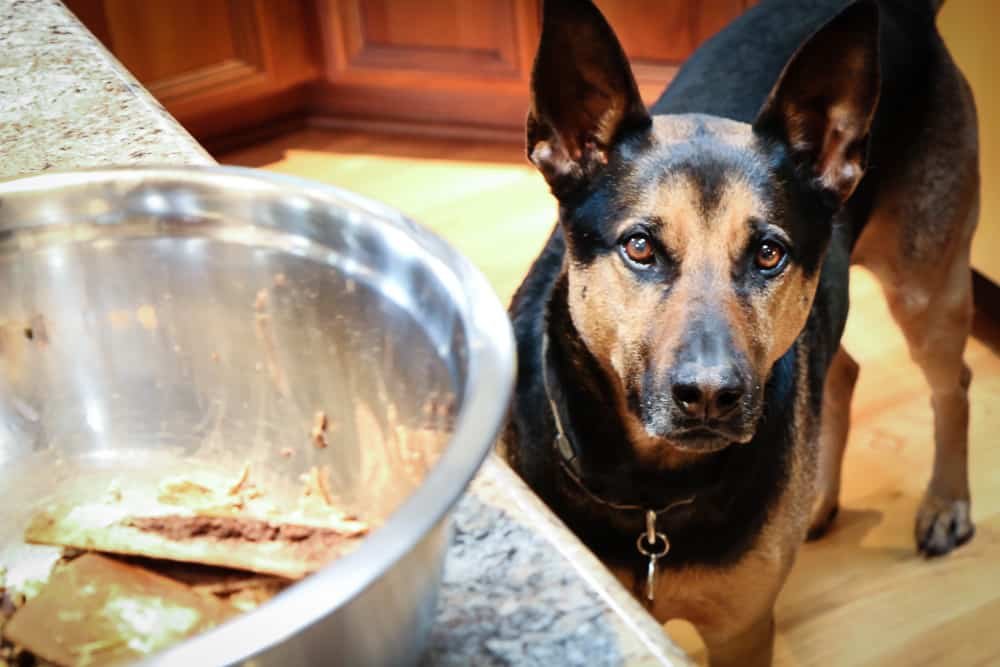 Economizing Gut Health and Dog Treats: Part 2
