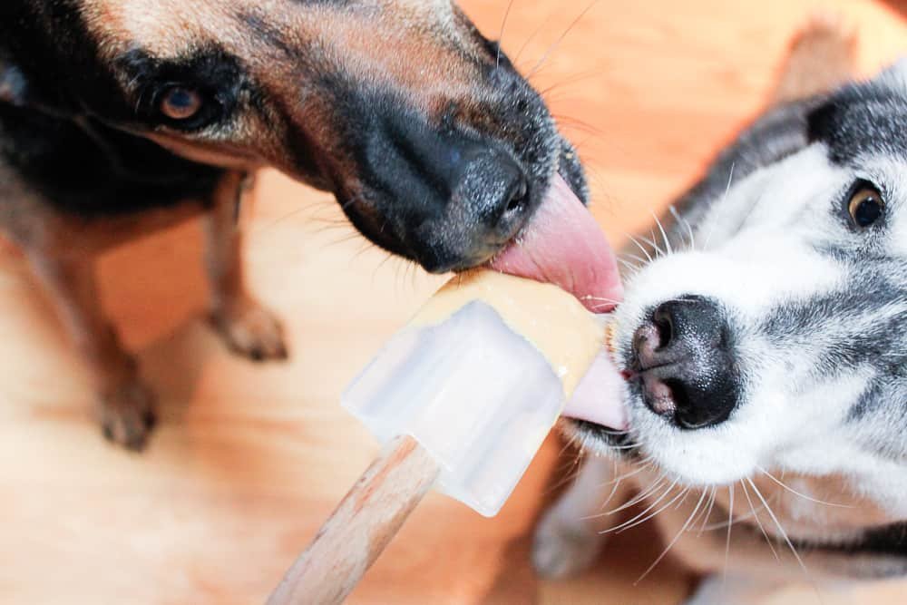Economizing Gut Health and Dog Treats: Part 1
