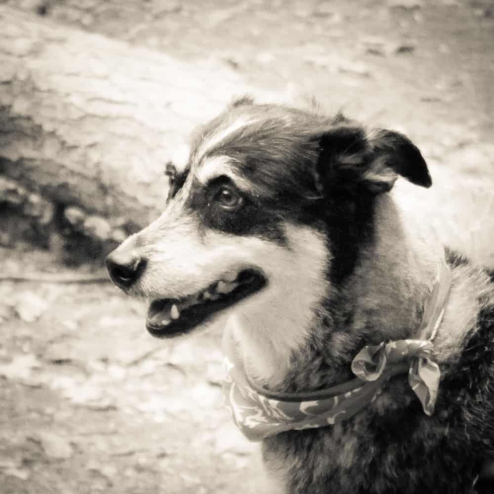 Goodbye My Friend