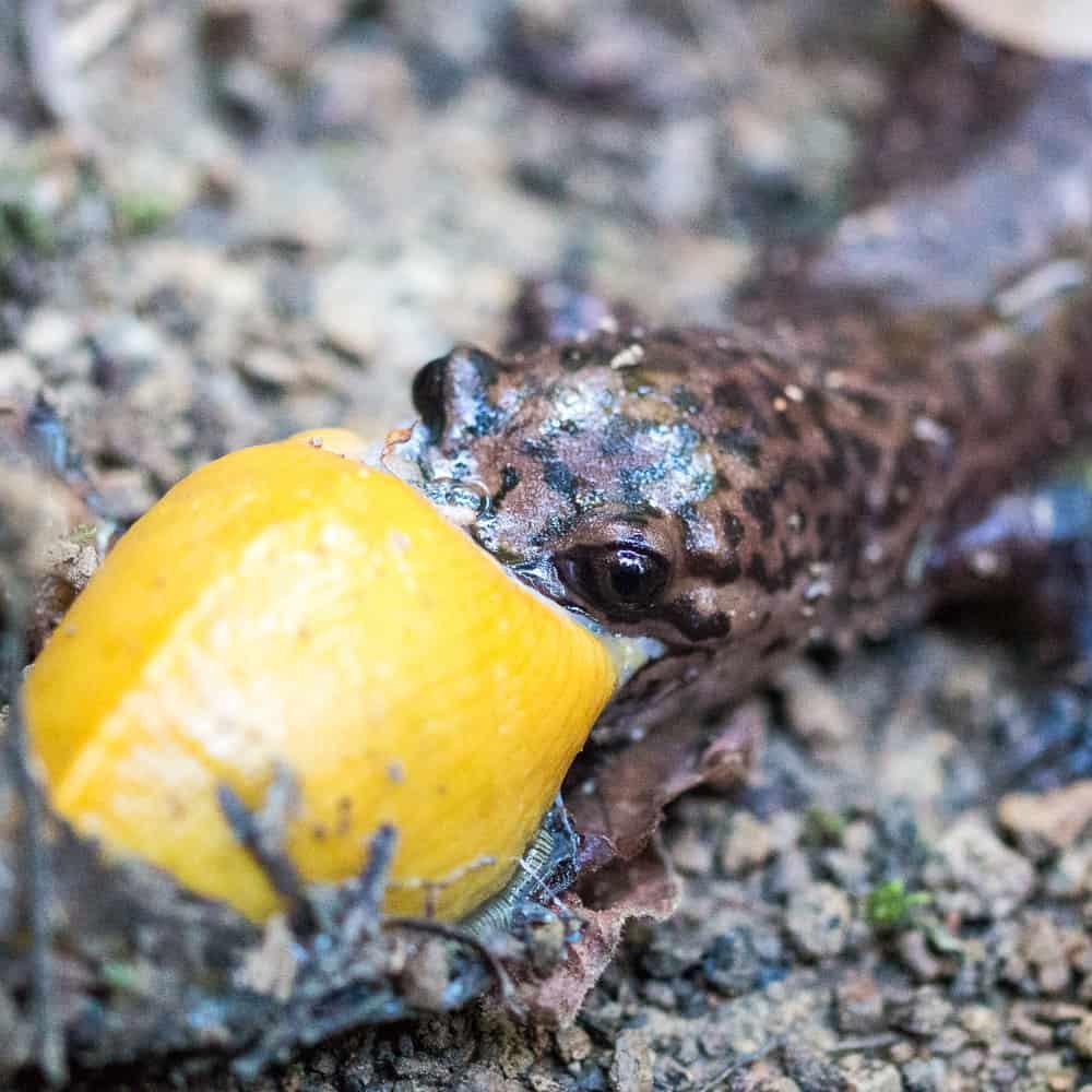 Slug Sushi