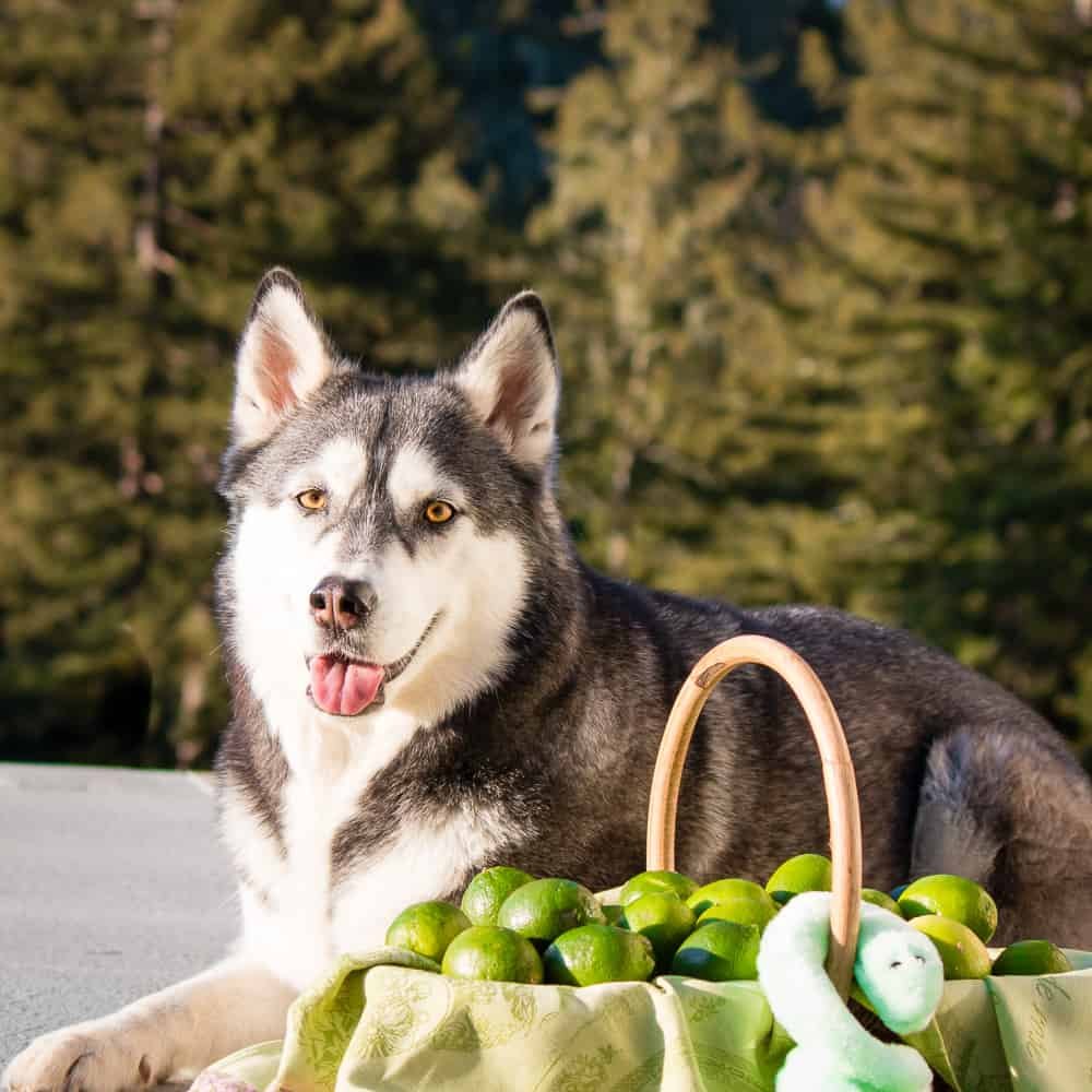 Juno’s Recovery from Tick Disease