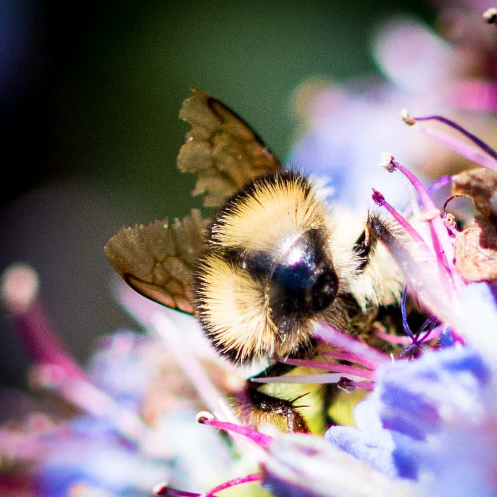 Bumble Bee Booty