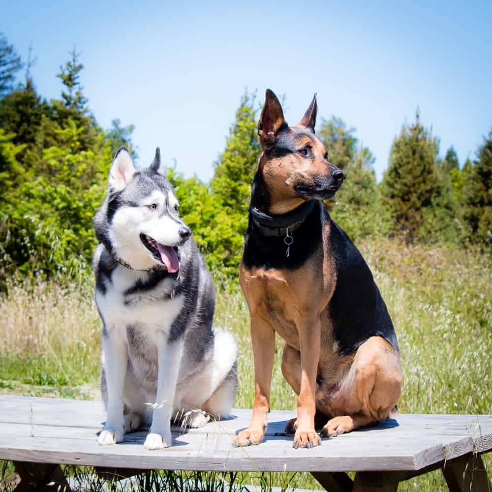 Double Trouble
