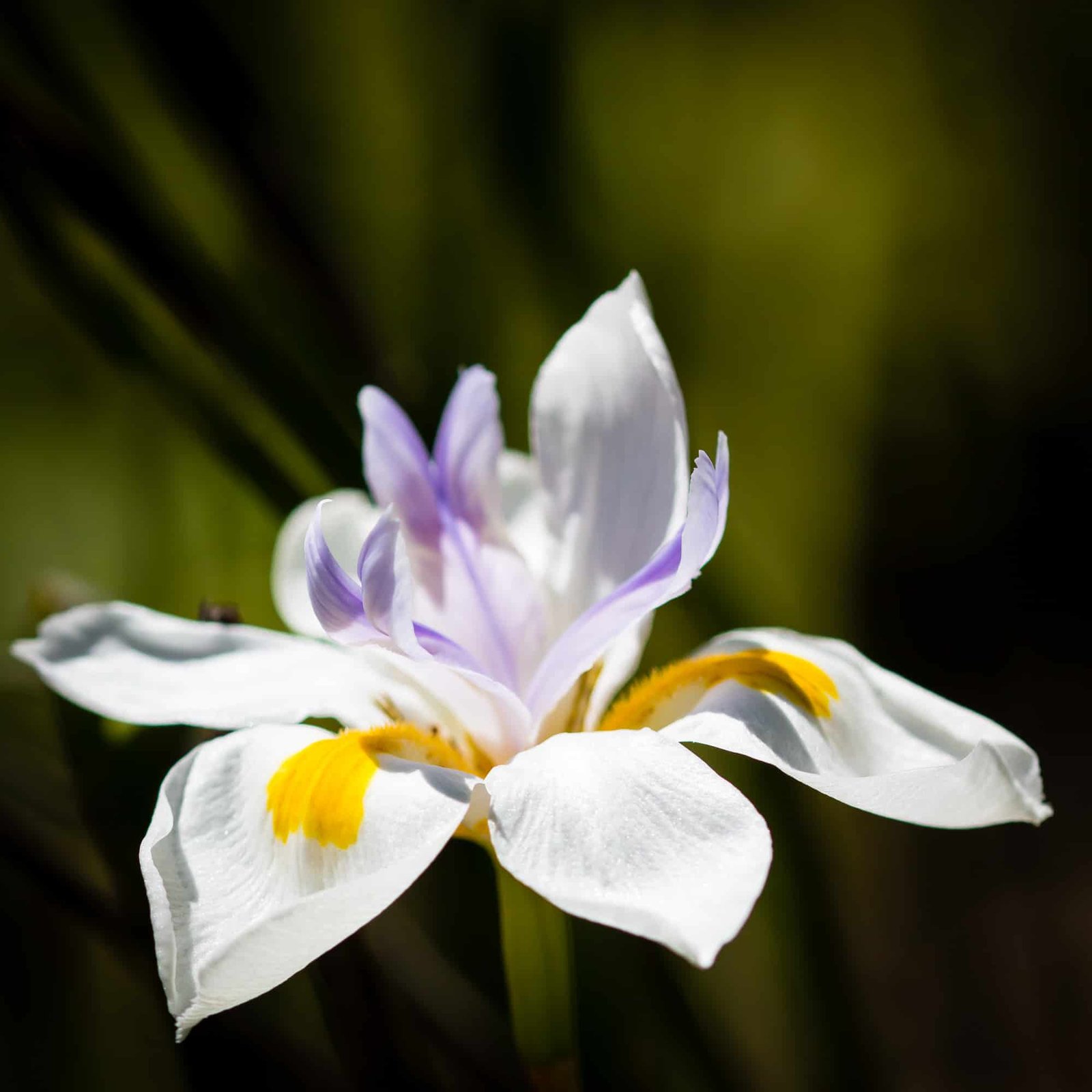Beauty is a Short-Lived Tyranny