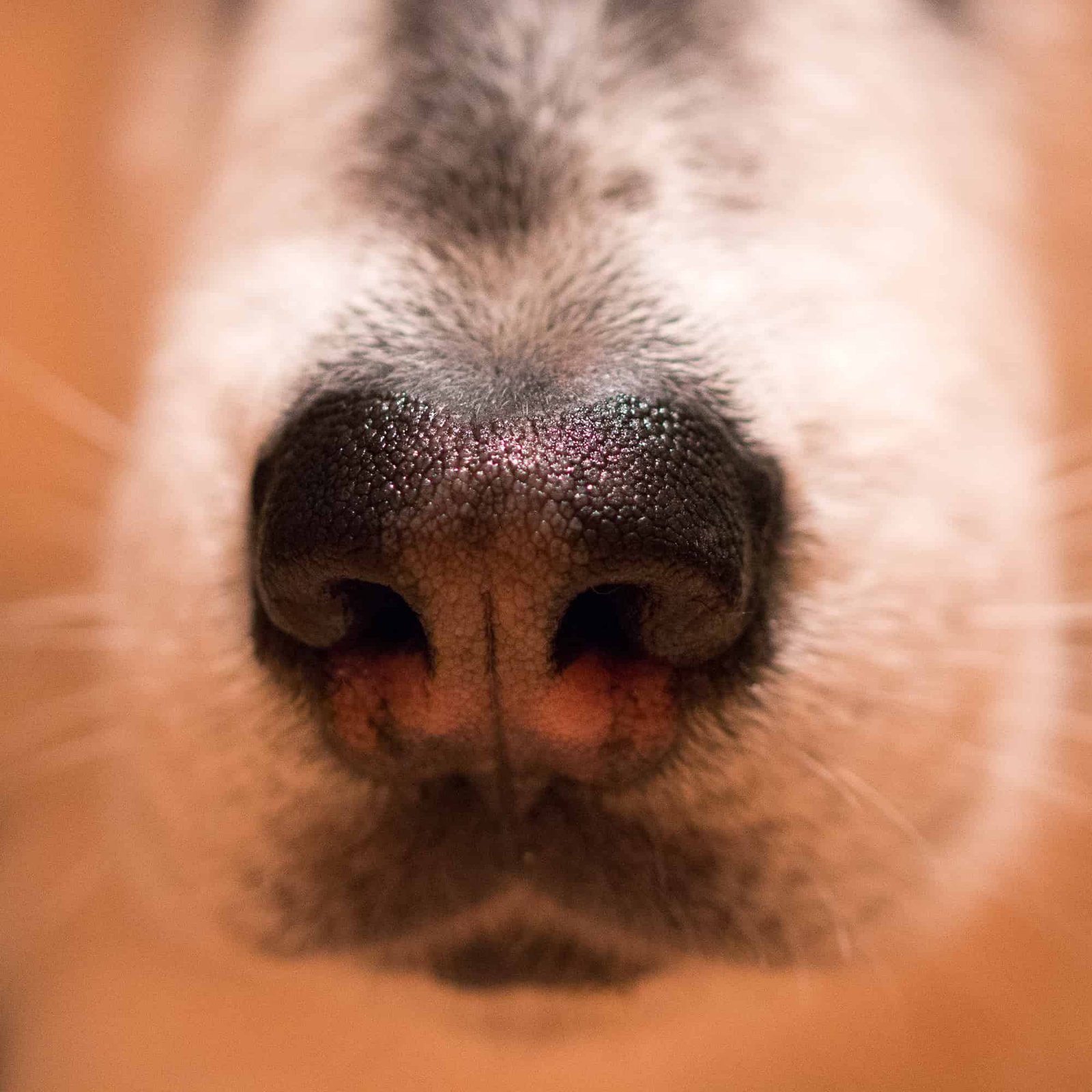 Nose Nopes