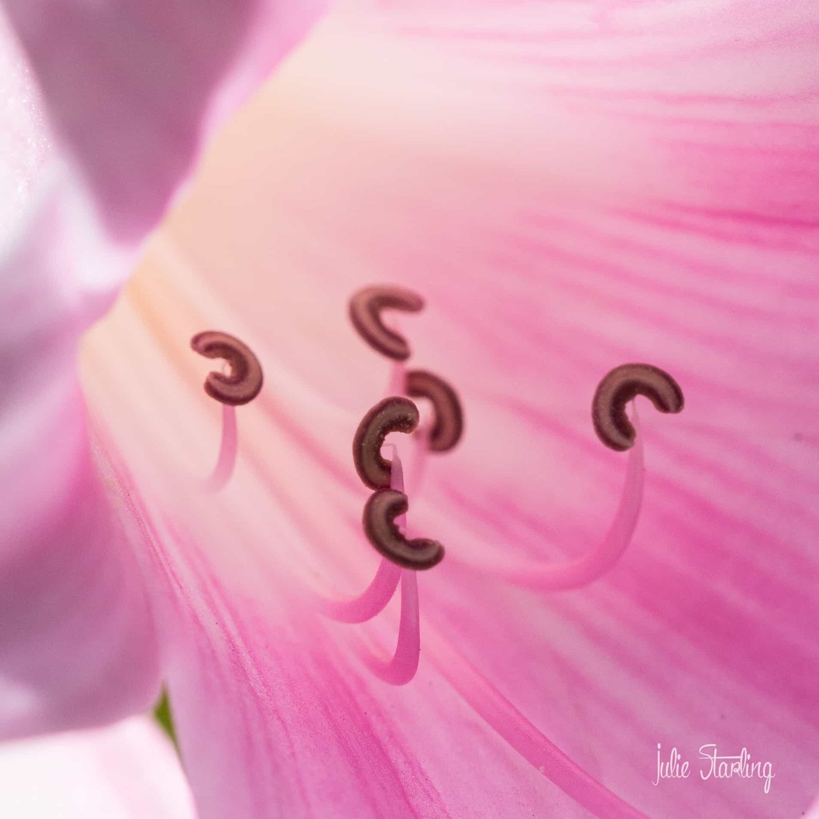 Amaryllis Belladonna