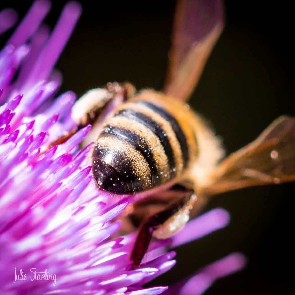211-IMG_2454-1