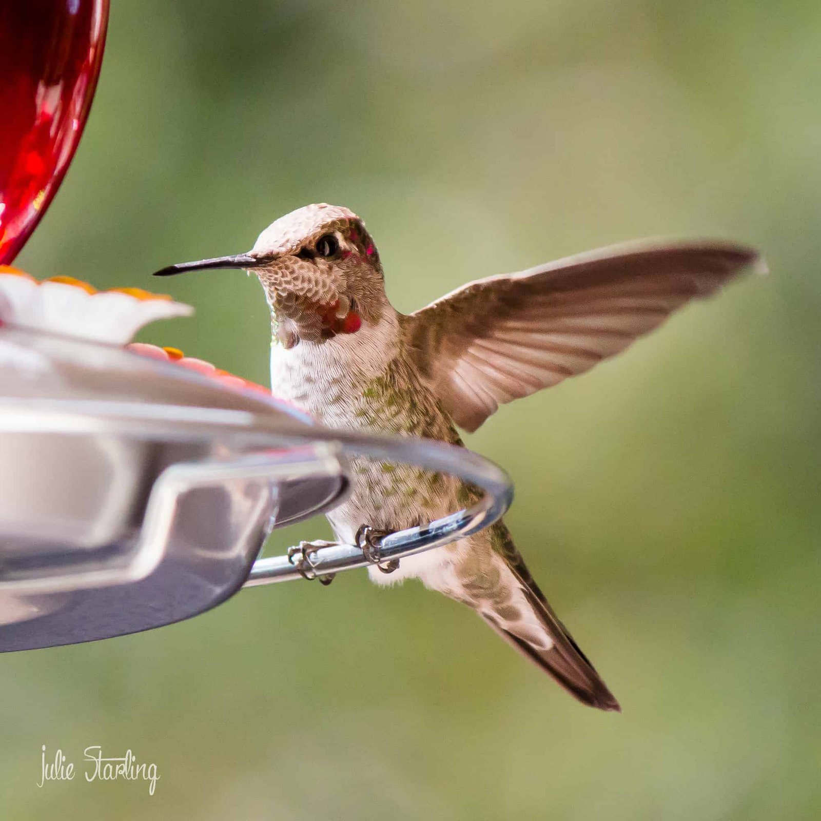 Hummingbirds are So Bossy