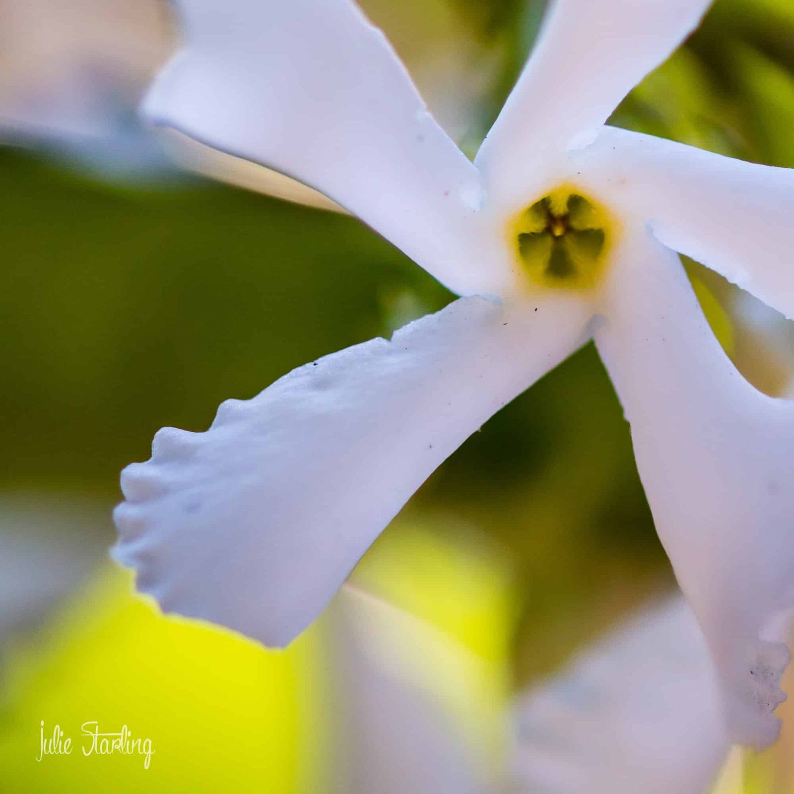 Star Jasmine