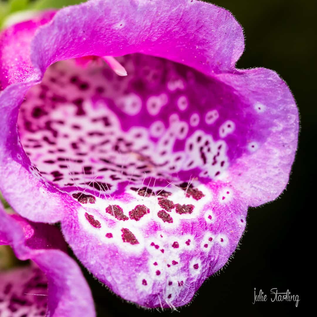 Foxglove