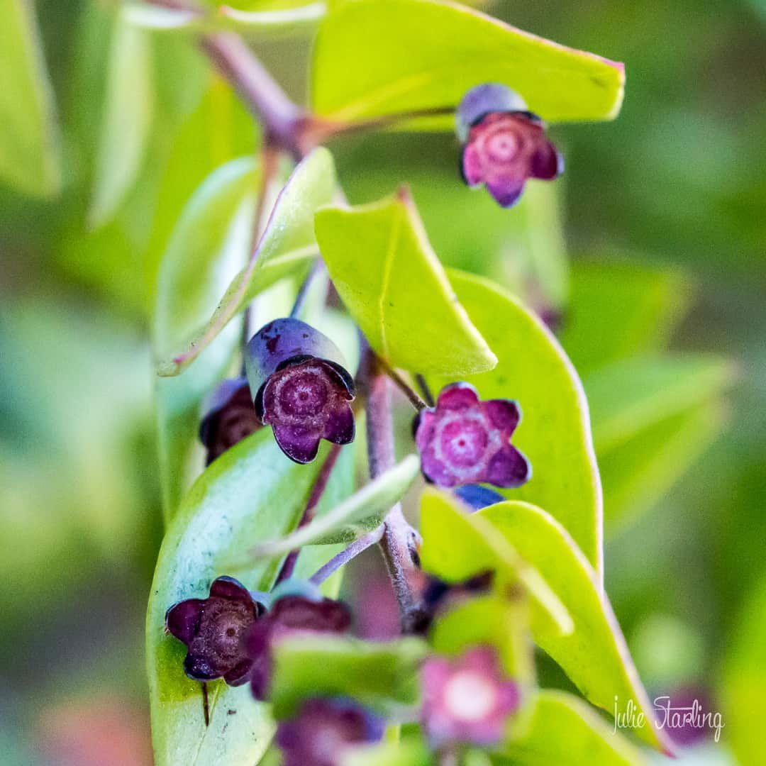Berry Buds
