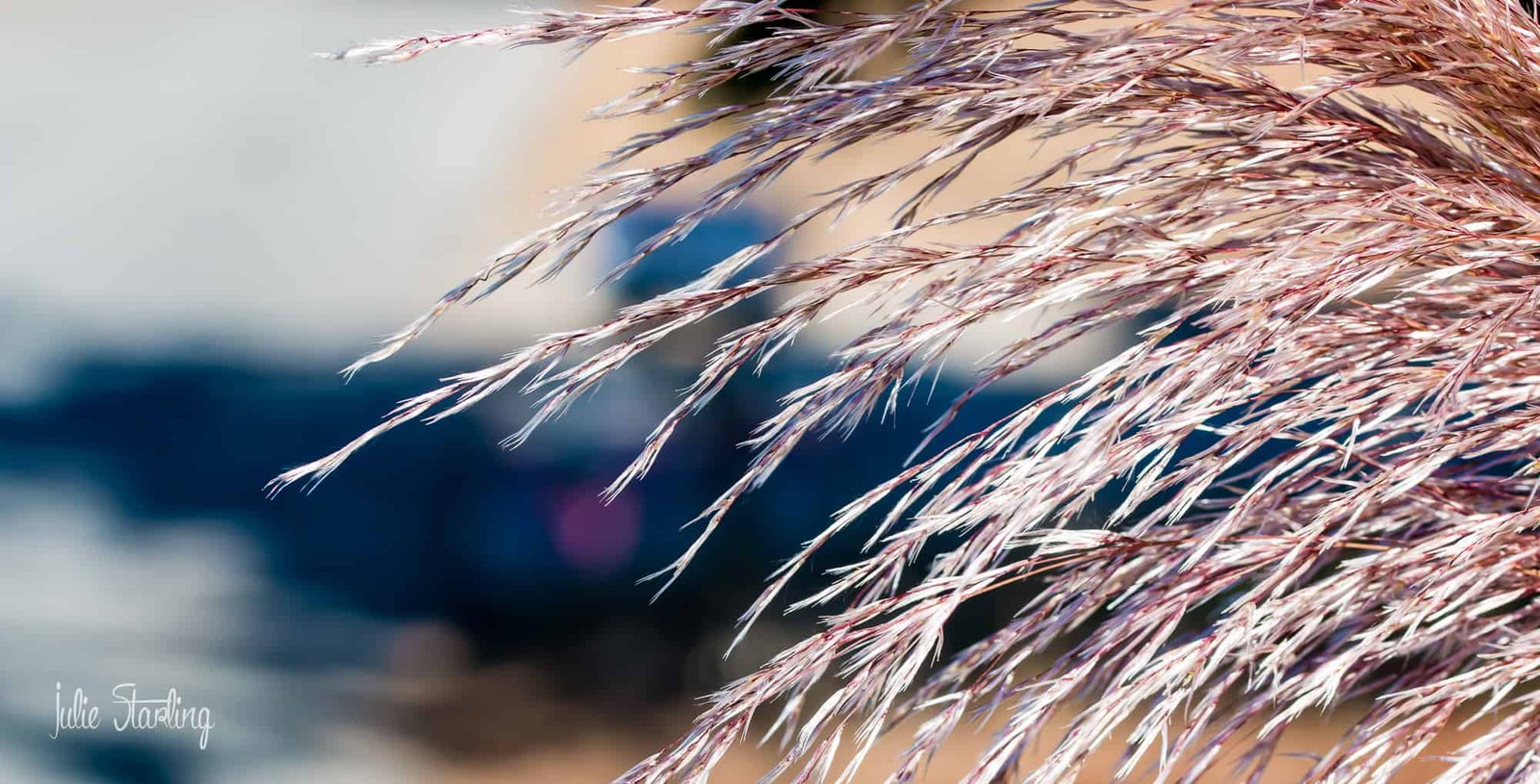 Mexican Feather Grass