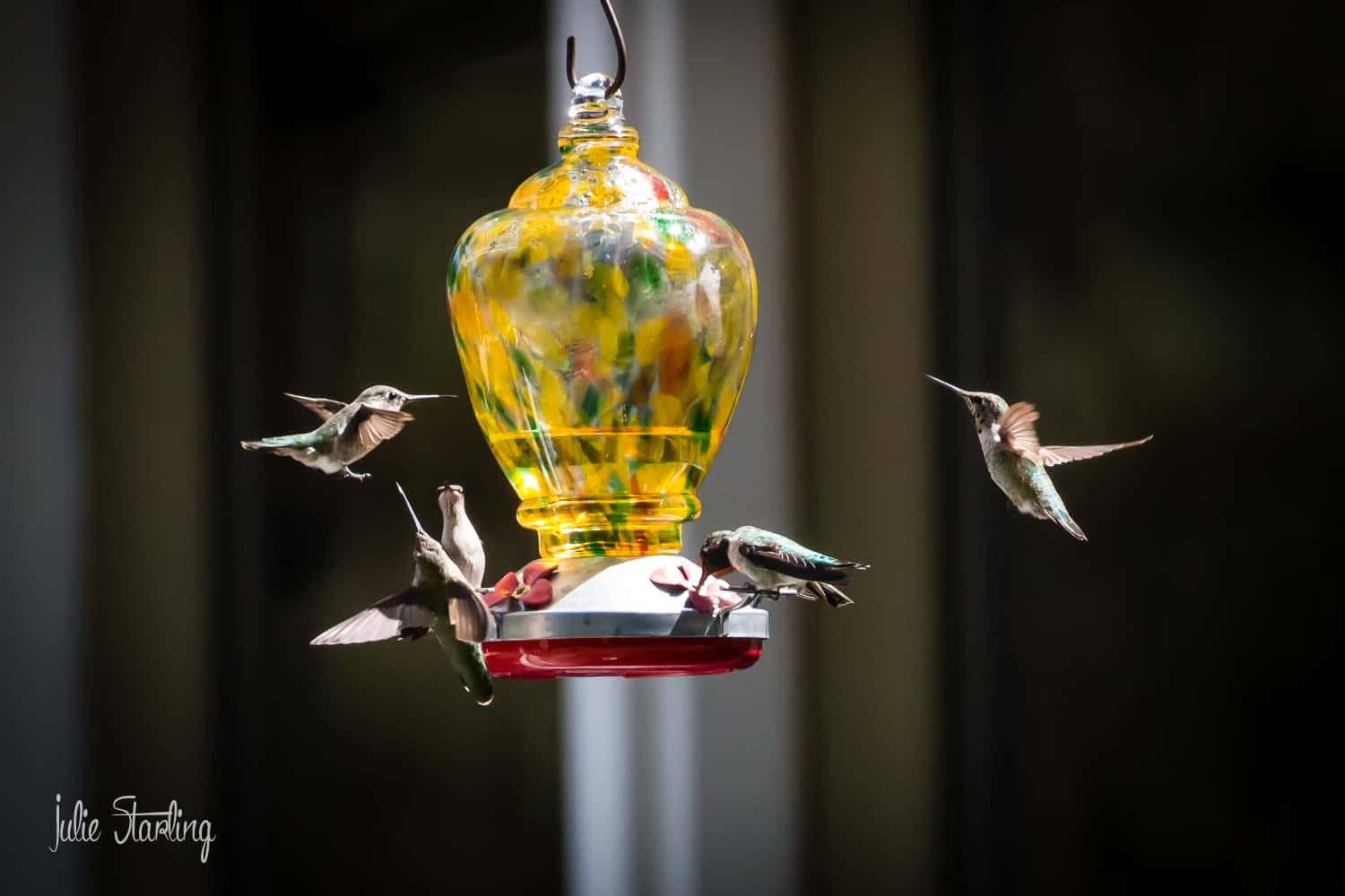 A Hummingbird Walks into a Bar. . .
