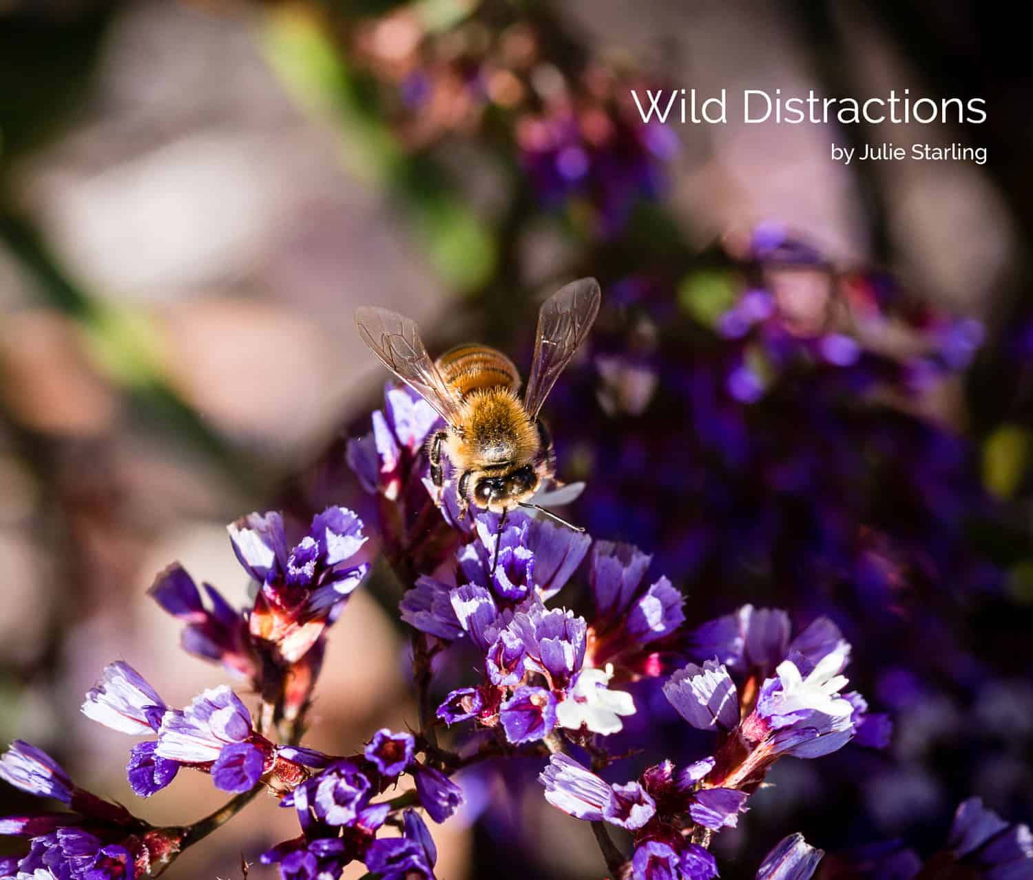 Wild Distractions, Cover