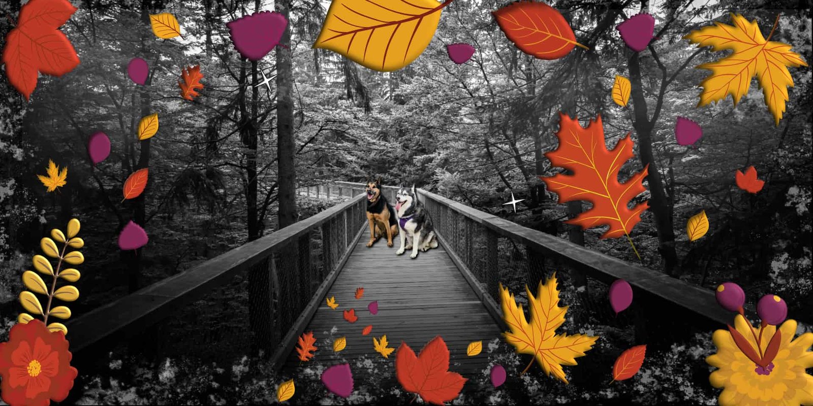 Hello Autumn! We’ve Been Expecting Woo!