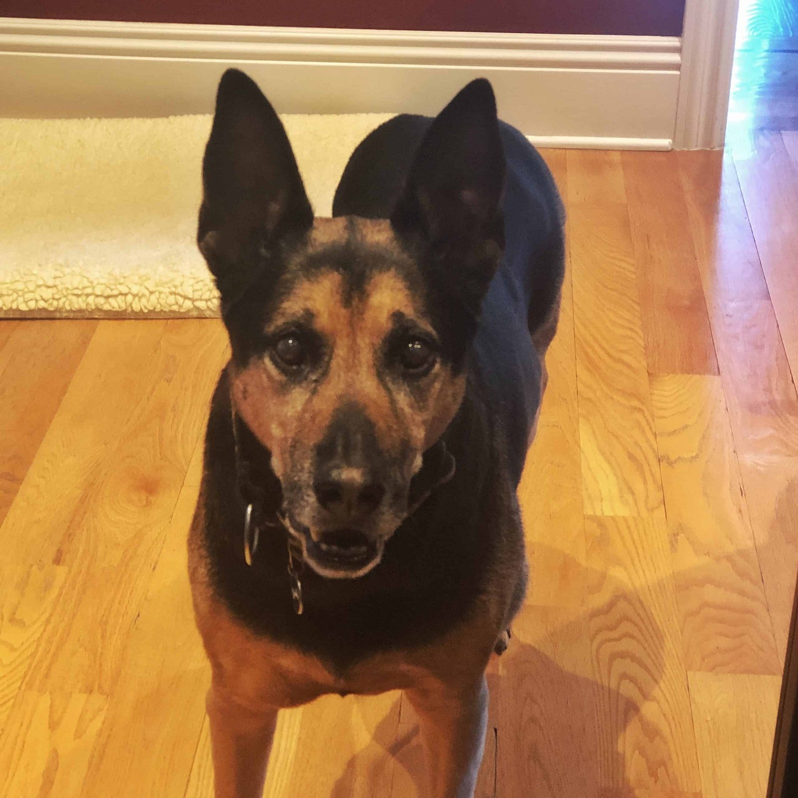 Happy Loki-versary!
