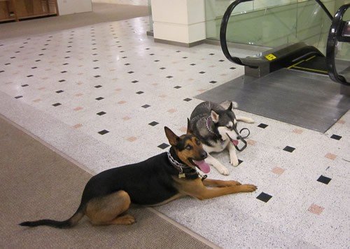 Escalator Vs. Cracked-Out Dog. Guess Who Wins?