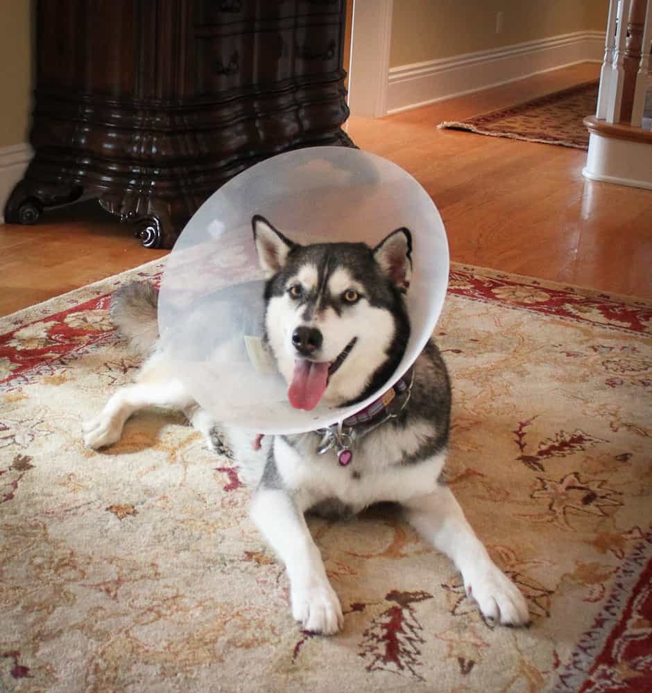 It’s All Fun-N-Games Until Someone Comes Home in a Lampshade