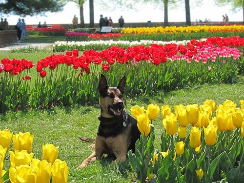 Now All of Switzerland Knows My Dogs are Smarter than I Am