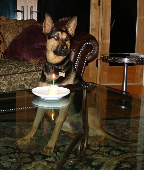 Happy Anniversary Loki!
