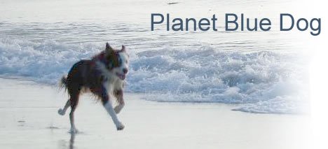 planet blue dog